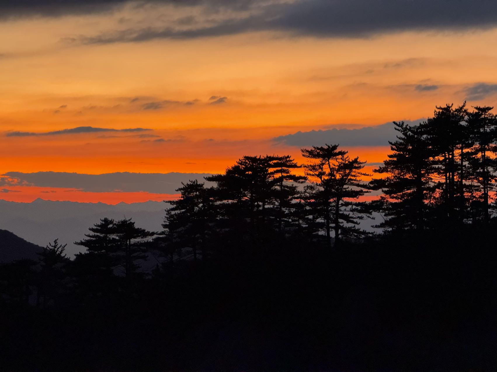 Pine Trees at Dusk